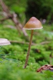 Psilocybe medullosa image