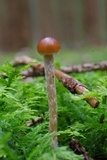 Psilocybe medullosa image