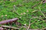 Psilocybe medullosa image