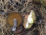 Suillus acidus image