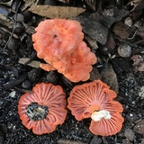 Cantharellus coccolobae image