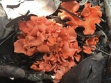 Cantharellus coccolobae image
