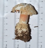 Amanita salmonescens image