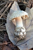 Amanita salmonescens image