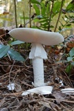 Amanita elliptosperma image