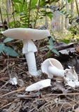 Amanita elliptosperma image