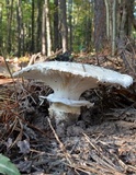 Catathelasma ventricosum image