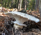 Catathelasma ventricosum image