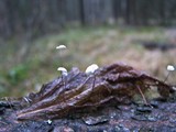 Marasmius epiphyllus image