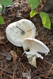 Catathelasma ventricosum image
