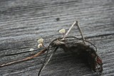 Marasmius epiphyllus image