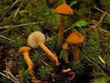 Cystoderma amianthinum image
