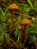 Cystoderma amianthinum image