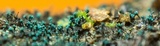 Dendrostilbella smaragdina image