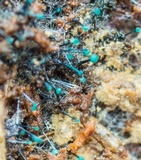 Dendrostilbella smaragdina image