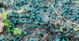 Dendrostilbella smaragdina image