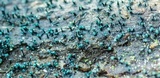 Dendrostilbella smaragdina image