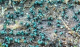 Dendrostilbella smaragdina image