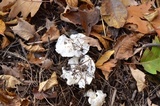 Tricholoma subresplendens image