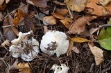 Tricholoma subresplendens image