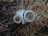 Ampulloclitocybe clavipes image