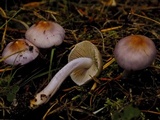 Inocybe lilacina image