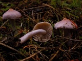 Inocybe lilacina image