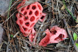 Clathrus crispus image