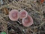 Lactarius rufus image