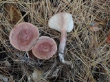 Lactarius rufus image