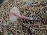 Lactarius rufus image