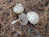 Suillus viscidus image