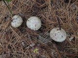 Suillus viscidus image