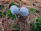 Mycena griseoviridis image