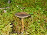 Melanoleuca melaleuca image