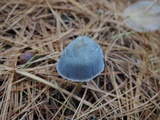 Mycena griseoviridis image