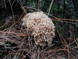 Ramaria stricta image