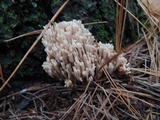 Ramaria stricta image