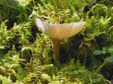 Melanoleuca melaleuca image