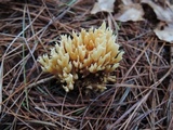 Ramaria flaccida image
