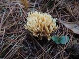 Ramaria flaccida image