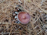 Rhodocollybia butyracea image