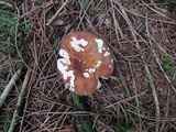 Russula mustelina image
