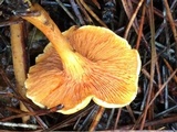 Hygrophoropsis aurantiaca image