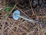 Mycena griseoviridis image