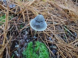 Mycena griseoviridis image