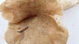 Pleurotus dryinus image