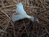 Clitocybe squamulosa image