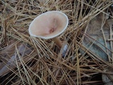 Clitocybe squamulosa image