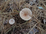 Clitocybe squamulosa image